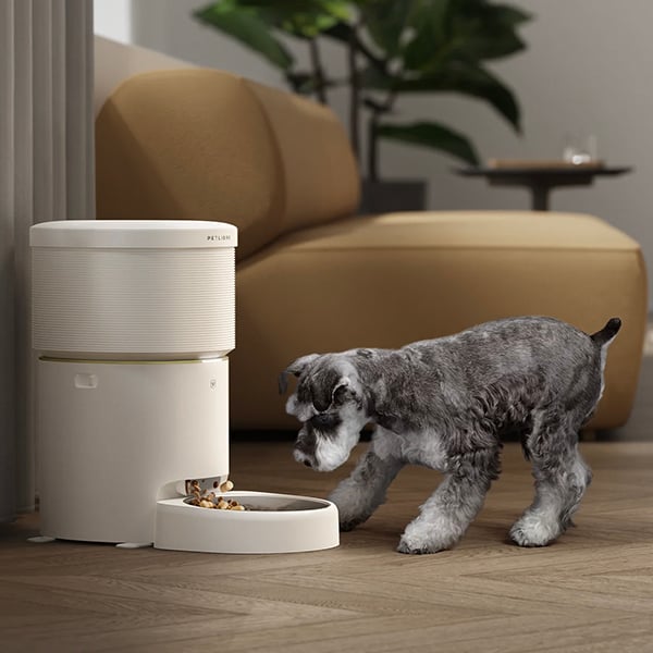 Een grijs hondje is naar zijn automatische voerbak aan het staren