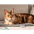 BEURER LILLI PP210 41x34cm