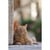 CANON RF 70-200MM F/2.8 BLACK