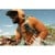 GOPRO HERO13 BLACK ACC. BUNDLE (2026)