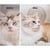 PETKIT AIRSALON MAX SMART PET DRYER