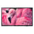 PHILIPS AMBILIGHT LED FULL HD 43 POUCES 43HFL4014 (2025)