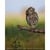 SONY ALPHA 6700 WILDLIFE KIT